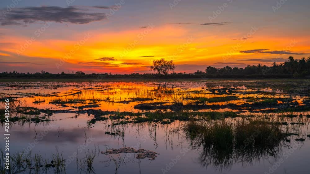 timelapse reflection of sunrise on rice field during planting season timelapse reflection of sunrise on rice field during planting season