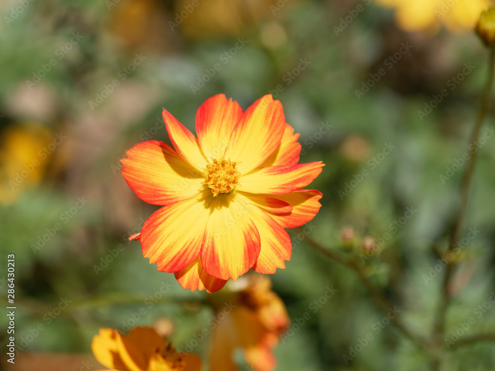 Cosmos sulphureus) Fleur de Cosmos sulfureux de couleur jaune borduré  d'orange Stock Photo | Adobe Stock