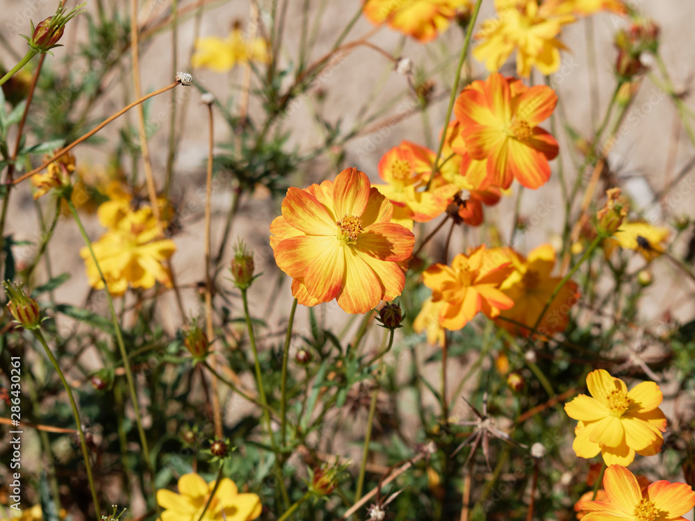 Cosmos sulphureus) Fleurs de Cosmos sulfureux de couleur jaune borduré d' orange Stock Photo | Adobe Stock