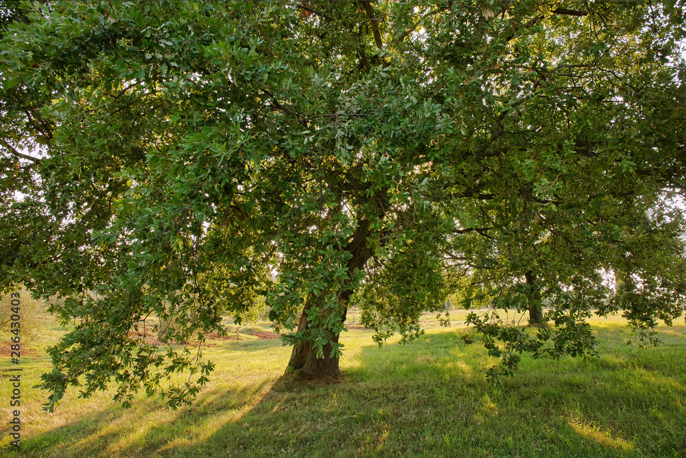 Fototapeta premium Oak tree in the field, natural outdoor background