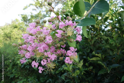 ピンクの猿滑の花