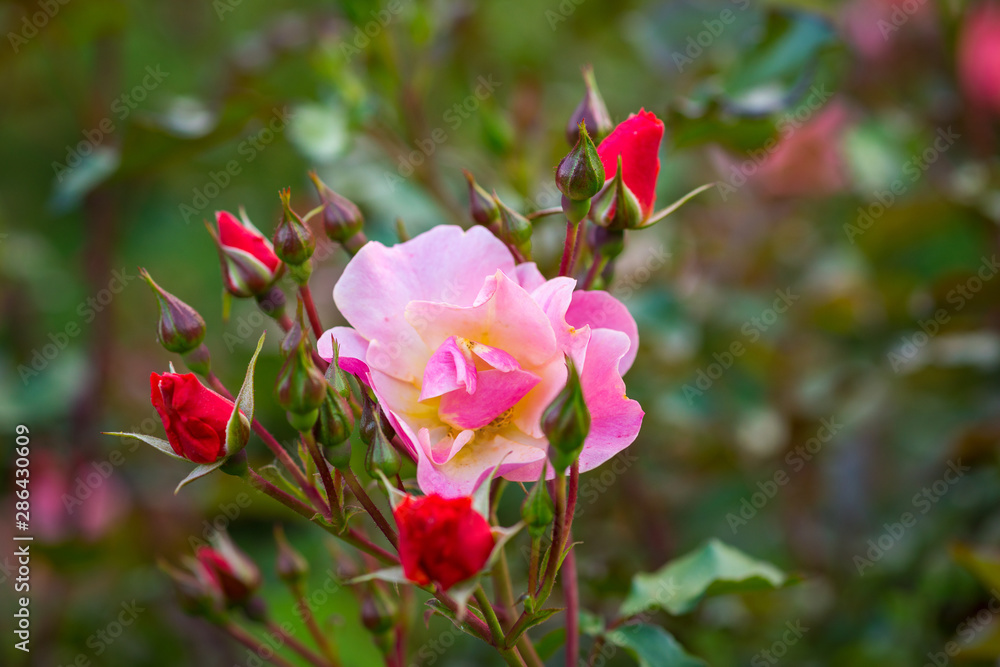 red flowers in the garden