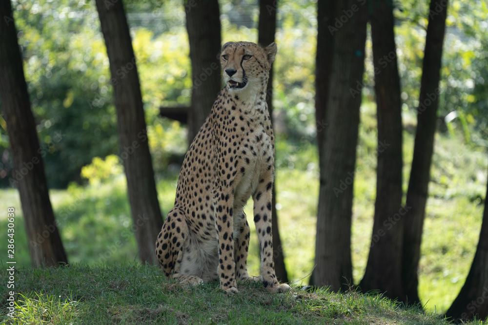 Fototapeta premium Closeup of Cheetah sitting on watch