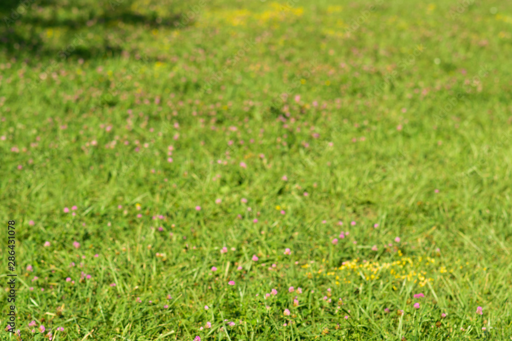 green grass and Clover background with soft rose bokeh of 
