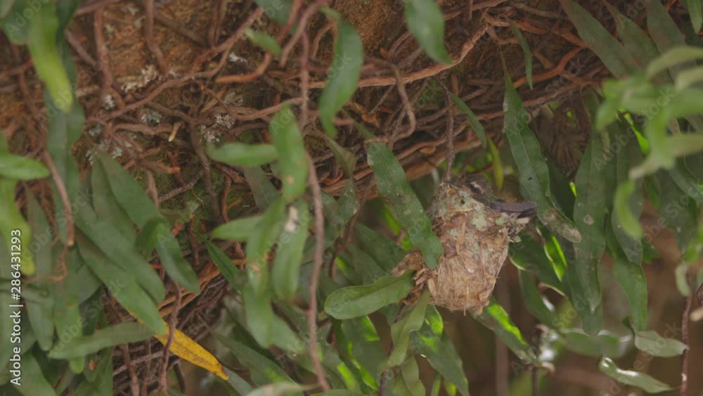 Hummingbird chick on nest waiting under tree green wind Hummingbird chick on nest waiting under tree green wind