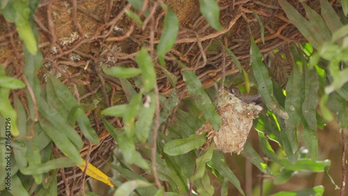 Hummingbird chick balancing on its nest while waits for mom with hunger photo