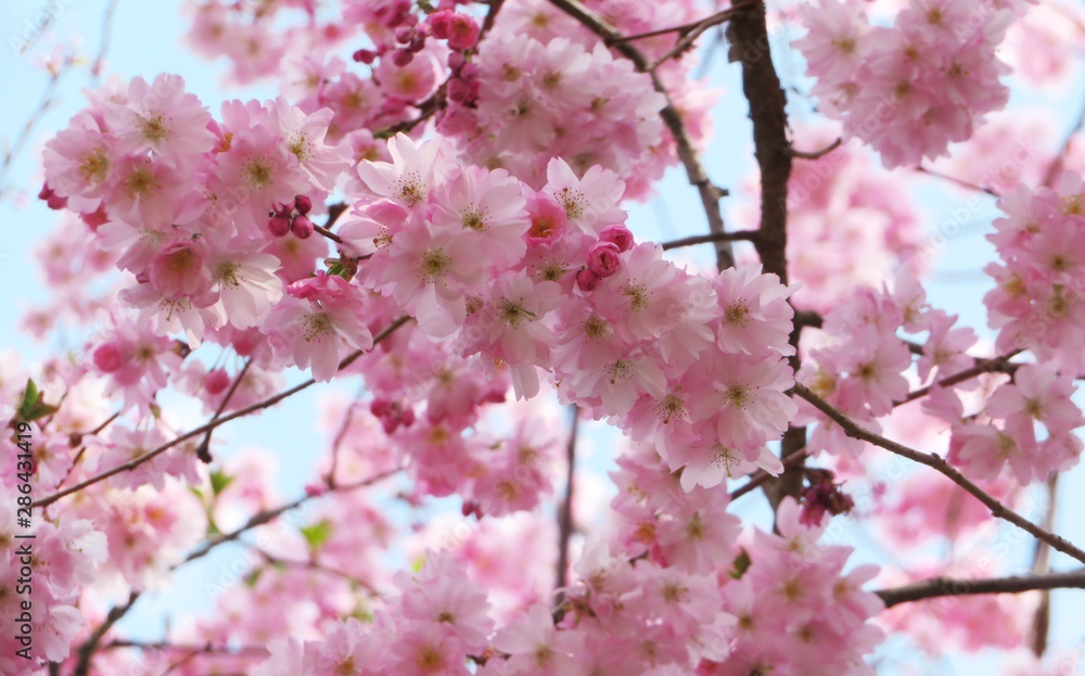branches with lots of cherry blossoms in spring branches with lots of cherry blossoms in spring