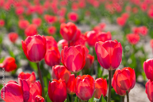 field of beautiful red tulips