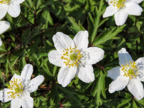 white windflowers in a forest in spring