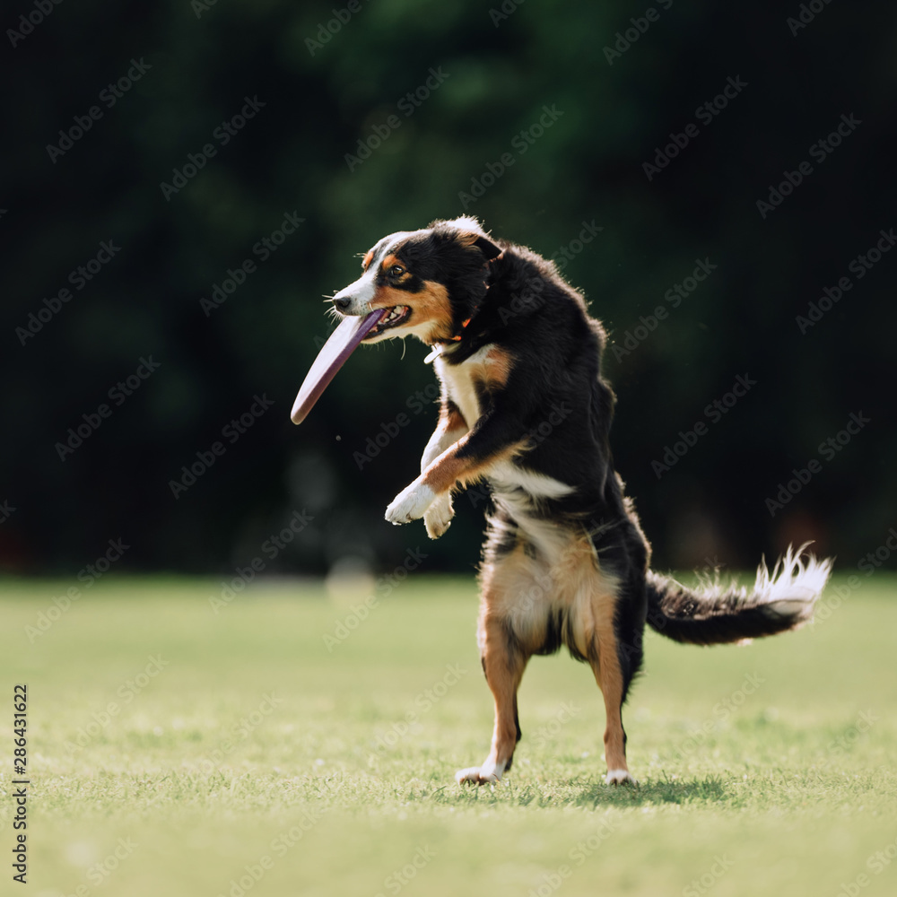 Tricolor Border collie dog catching disc in park