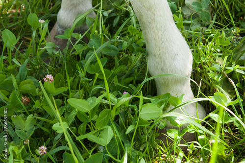 front legs of a white horse that grazes on green grass, selective focus
