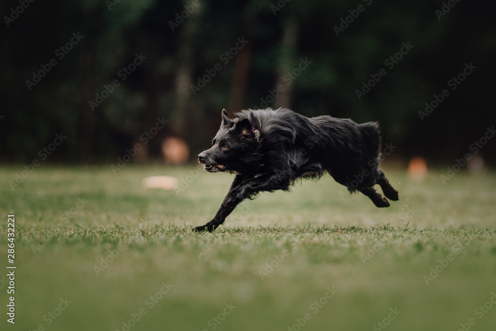 Border collie dog runs after the toy Border collie dog runs after the toy