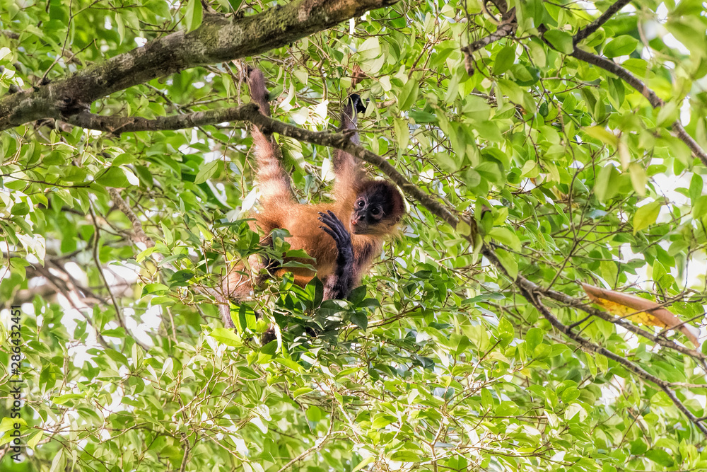 Obraz premium squirrel on tree