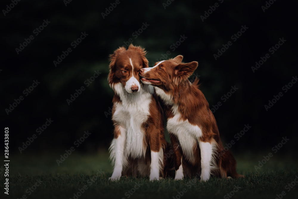 Two border collie dogs kissing in park