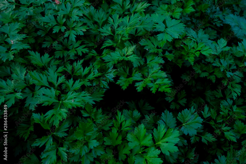 Green twigs of parsley in the garden. Beautiful green twigs of fresh herbs close up. Curly parsley macro photography. Seasoning for vegan salads and a variety of dishes. Green twigs of parsley in the garden. Beautiful green twigs of fresh herbs close up. Curly parsley macro photography. Seasoning for vegan salads and a variety of dishes.