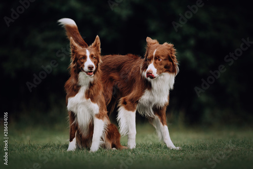Two border collie dogs in love in park
