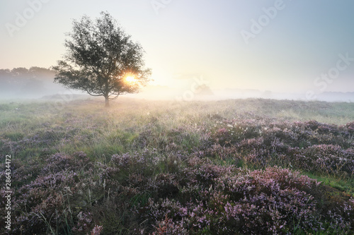 beautiful serene misty sunrise over meadows with flowering heather