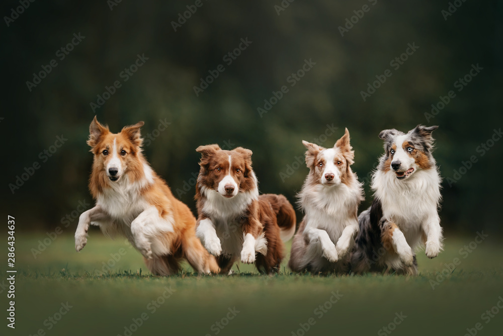 Four border collie dogs begin to run Four border collie dogs begin to run