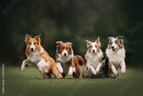 Four border collie dogs begin to run