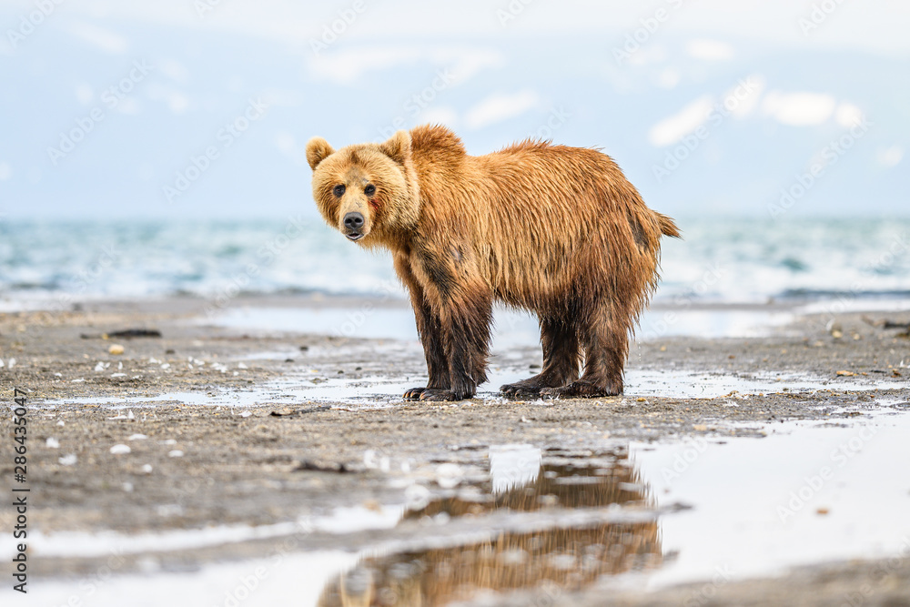 Ruling the landscape, brown bears of Kamchatka (Ursus arctos beringianus) Ruling the landscape, brown bears of Kamchatka (Ursus arctos beringianus)