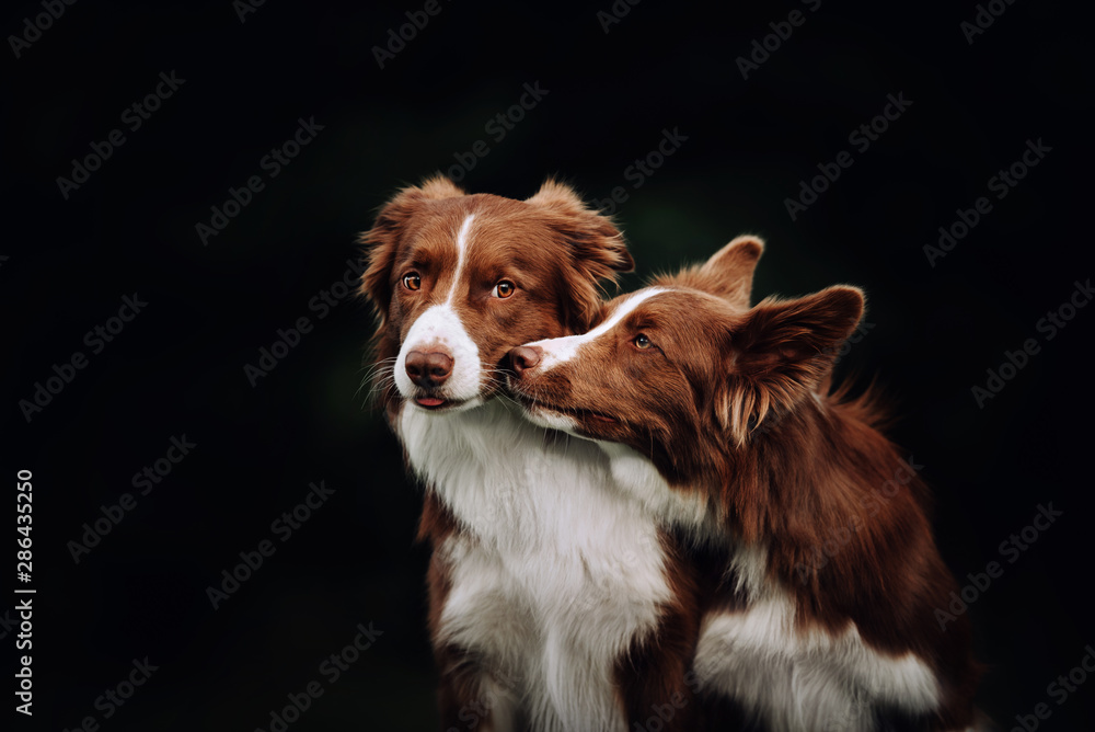 Two border collie dogs kissing in park