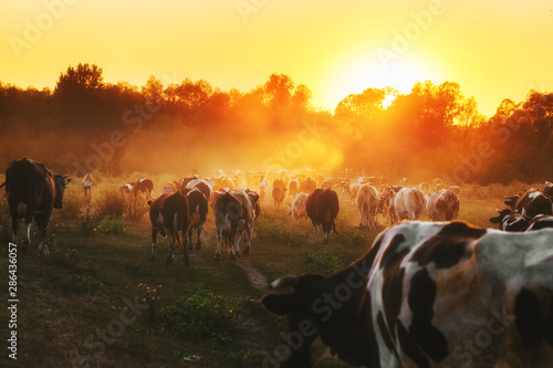 Epic scene of cattle farm - livestock of cows going home from meadows pasture in evening. Amazing sunset scenery. Countryside background. Dairy natural bio production. © Feel good studio