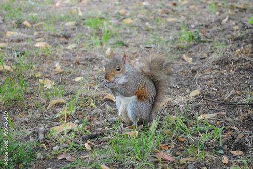 squirrel at London
