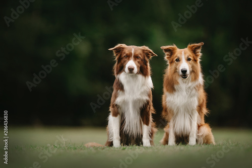 Canvas Print Two border collie dogs sitting next to each other