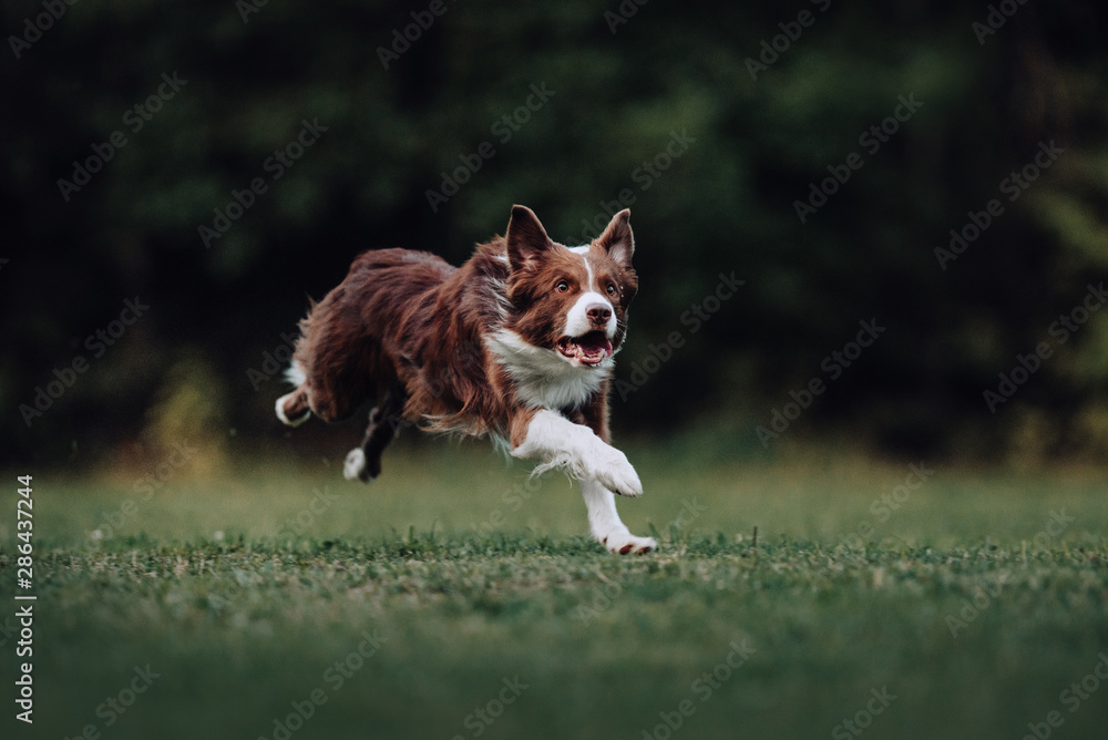 Brown and white border collie runs fast