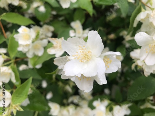 white flower in garden