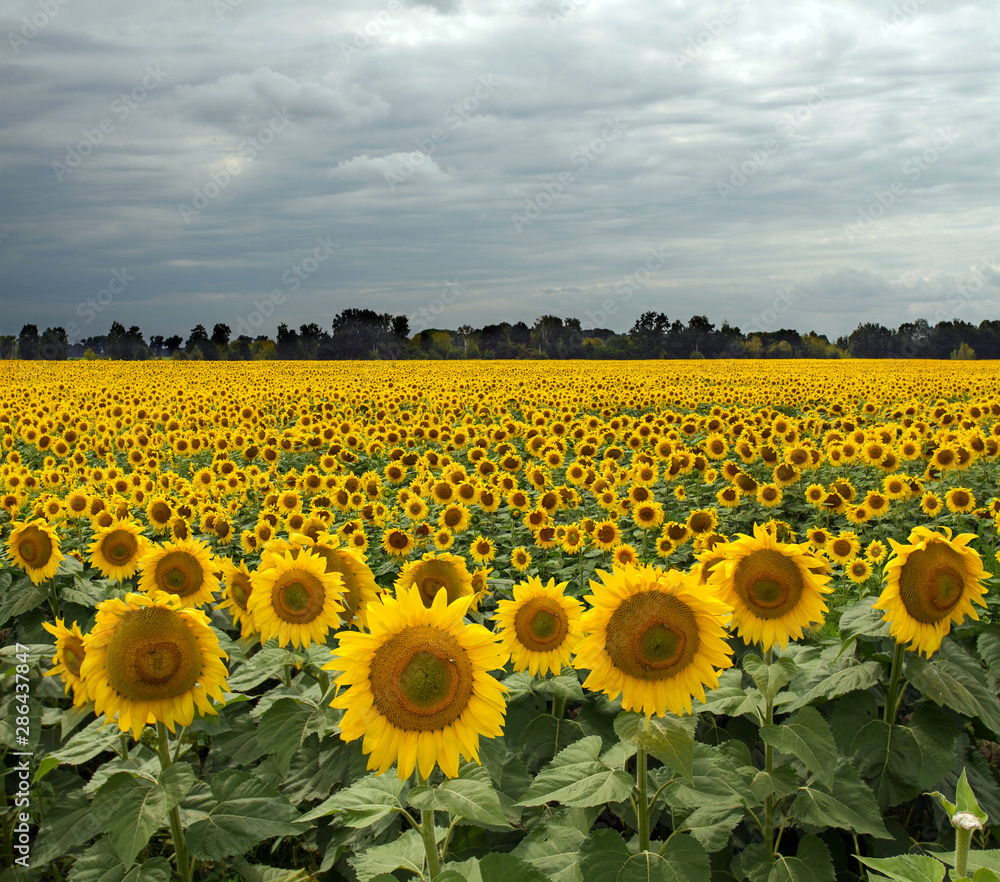 Fototapeta premium Sunflower On A Meadow With Overcast Sky