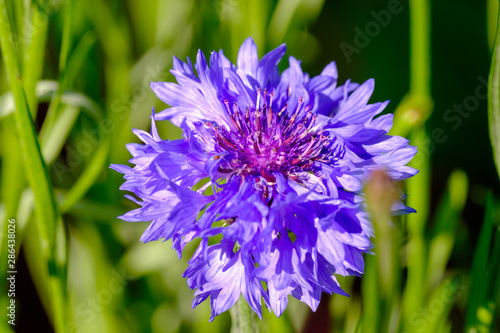 Hell angeleuchtete Kornblume (lat. Cyanus segetum) photo