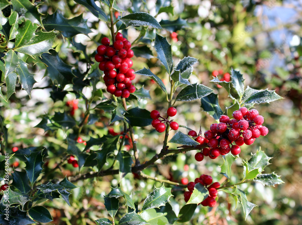 Symbol of Christmas in Europe. Closeup of holly beautiful red berries and sharp leaves on a tree in cold winter weather. Symbol of Christmas in Europe. Closeup of holly beautiful red berries and sharp leaves on a tree in cold winter weather.