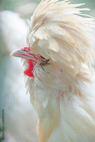 Closeup of white Araucana Chicken. Beautiful White Araucana chicken taken with shallow depth of field. photo