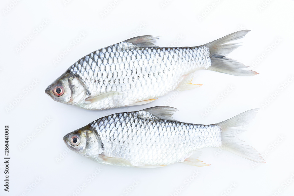 Carp fish on white background for animal editing Carp fish on white background for animal editing