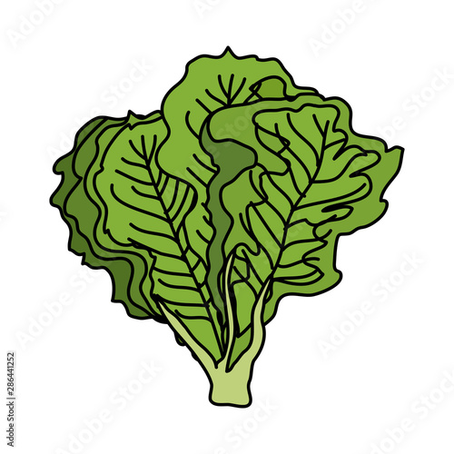 fresh lettuce vegetable nature icon