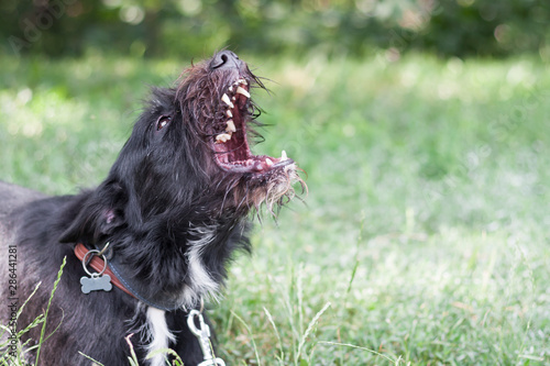 Adorable mixed breed border collie x schnauzer schnollie photo