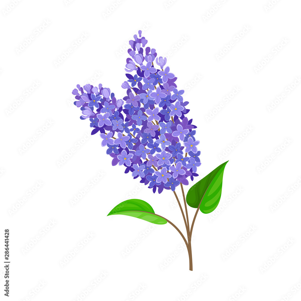 Obraz premium Blue lilac. Vector illustration on a white background.