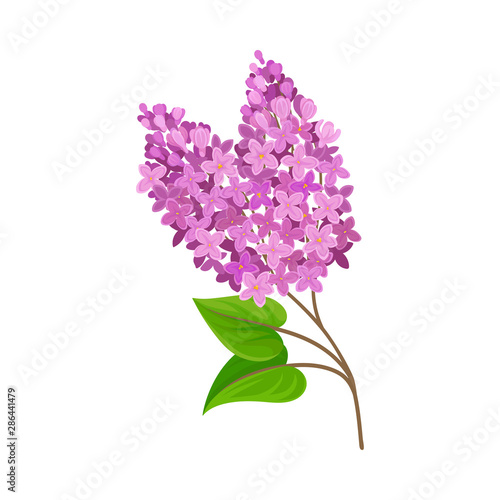Lush lilac. Vector illustration on a white background.