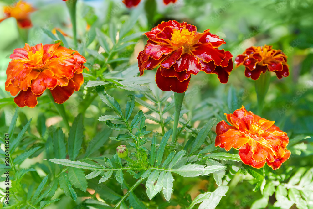 Flowers of French marigold close-up on a blurred background Flowers of French marigold close-up on a blurred background