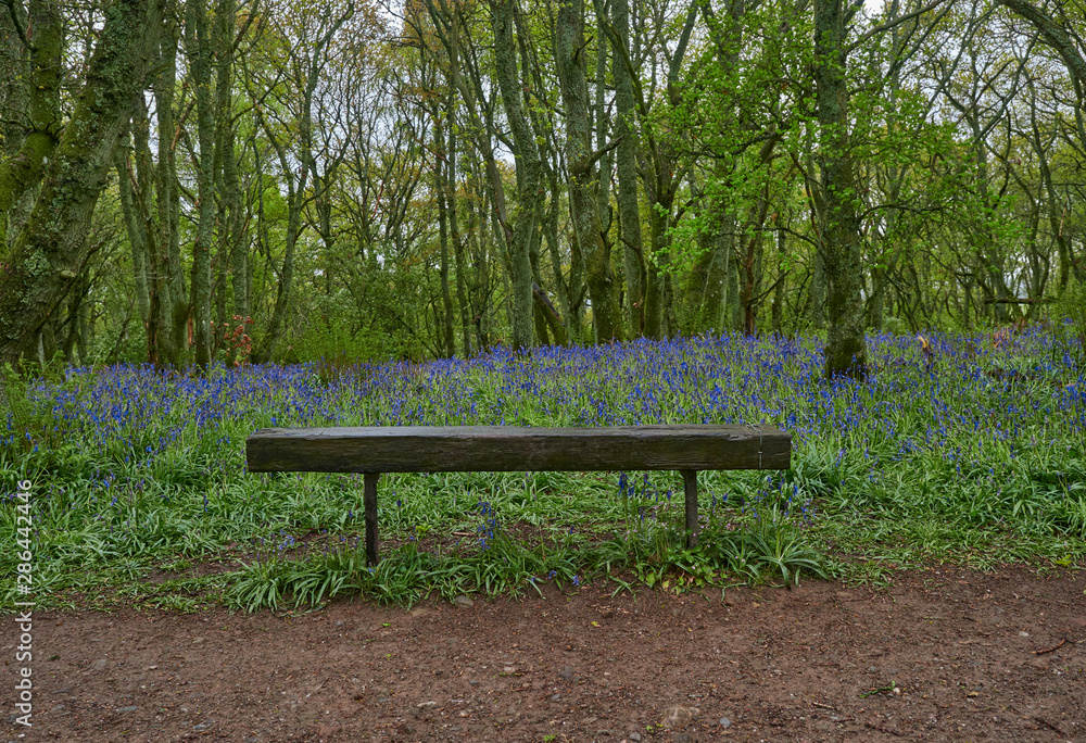 A simple Bench set off a Path amongst the Bluebells of Darroch Oak Woodland on a Wet May Afternoon. Blairgowrie, Perthshire, Scotland.