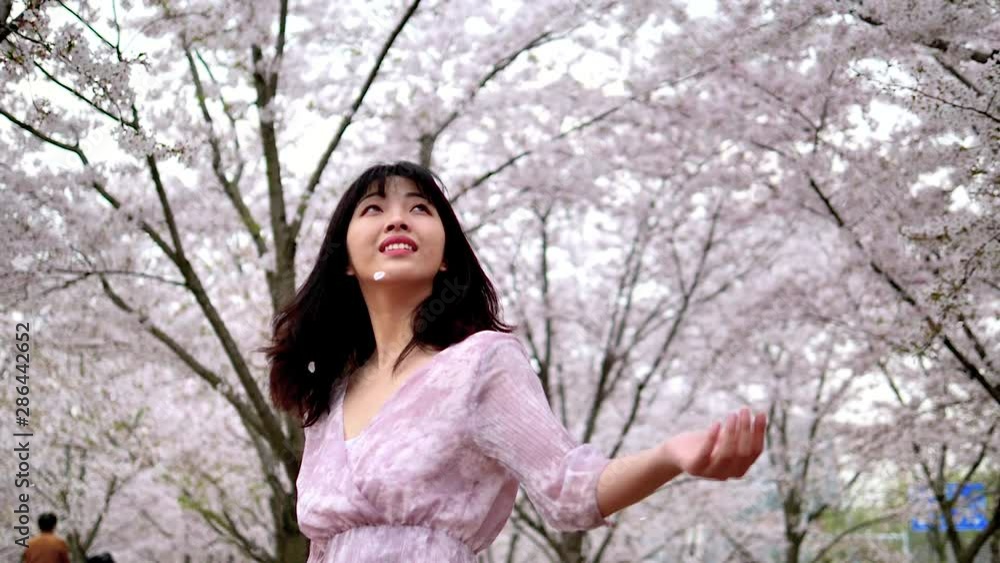 Beautiful Chinese young woman standing in cherry blossom forest and looking the falling petals in wind, super slow motion. Beautiful Chinese young woman standing in cherry blossom forest and looking the falling petals in wind, super slow motion.