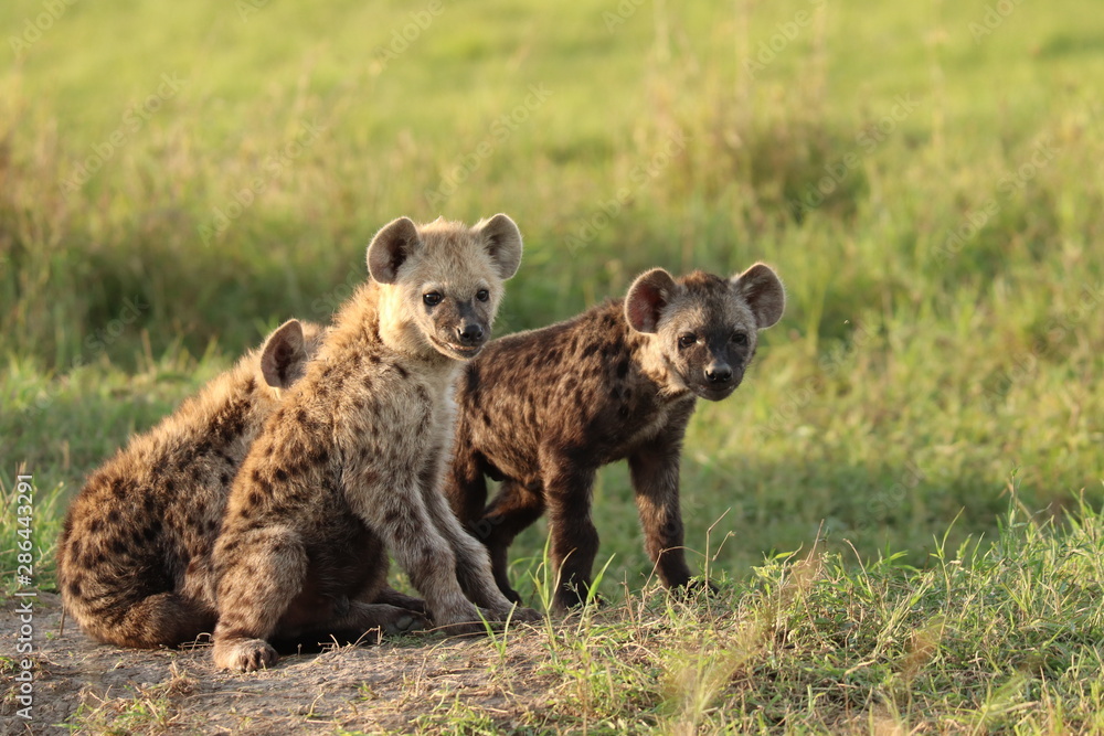 Spotted hyena cubs, Masai Mara National Park, Kenya. Spotted hyena cubs, Masai Mara National Park, Kenya.