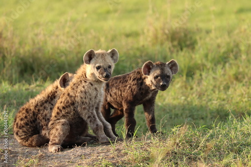 Spotted hyena cubs, Masai Mara National Park, Kenya.
