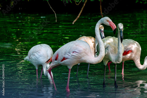The American flamingo  Phoenicopterus ruber is a large species of flamingo