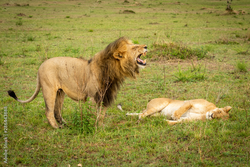 Male lion stands over lioness baring teeth Male lion stands over lioness baring teeth