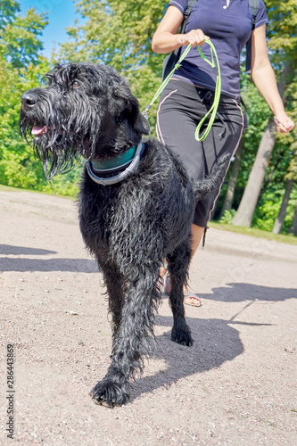 Big black dog Giant Schnauzer walks on camera