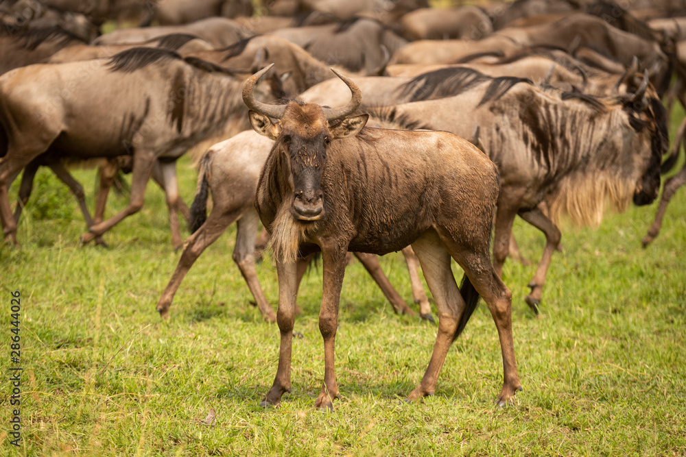 Muddy young blue wildebeest stands watching camera Muddy young blue wildebeest stands watching camera