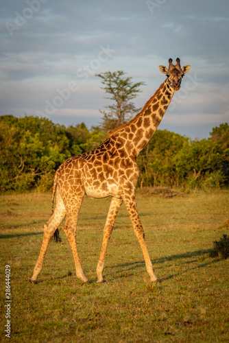 Masai giraffe walks across grass at dawn