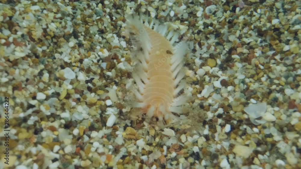 Fireworm Larvae Extreme close up, larva of fireworm is crawling on the sand. Diagonal ...